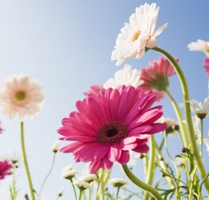 Daisies in the Breeze